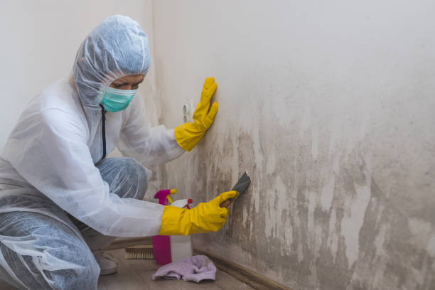 Attic Mold Removal in Shiloh, IL