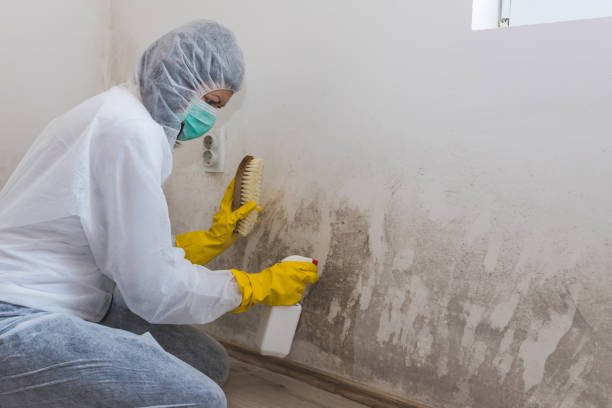 Certified Mold Removal in Shiloh, IL