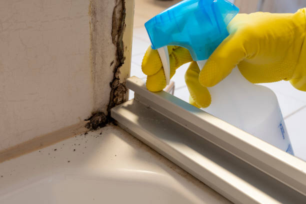 Best Commercial Mold Removal  in Shoh, IL