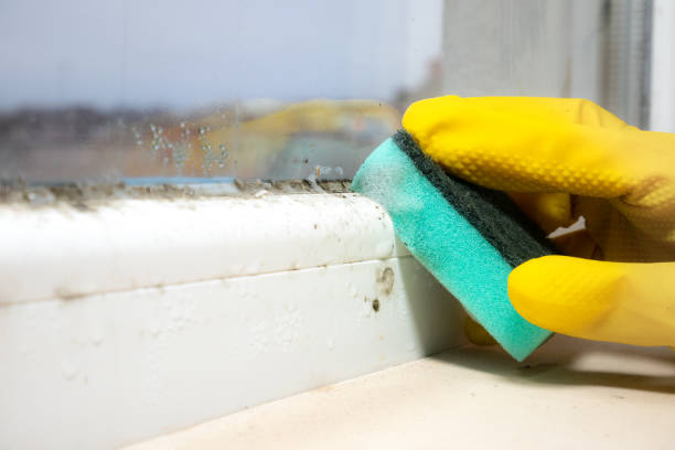 Crawl Space Mold Removal in Shiloh, IL