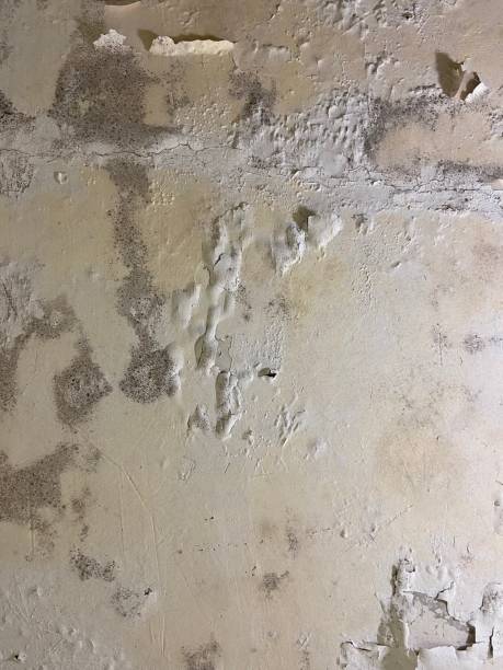 Best Emergency Mold Removal  in Shoh, IL