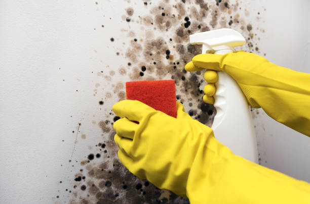 Best Attic Mold Removal  in Shoh, IL
