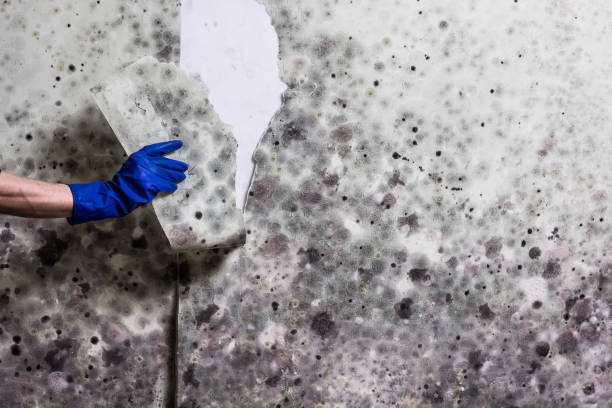 Best Crawl Space Mold Removal  in Shoh, IL