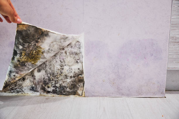 Best Residential Mold Removal  in Shoh, IL